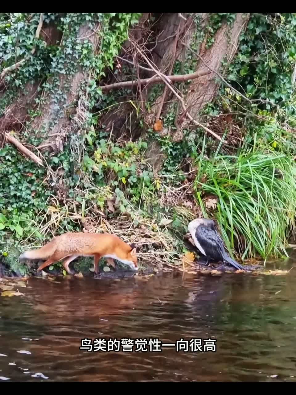 睡觉的鸬鹚分享给大家