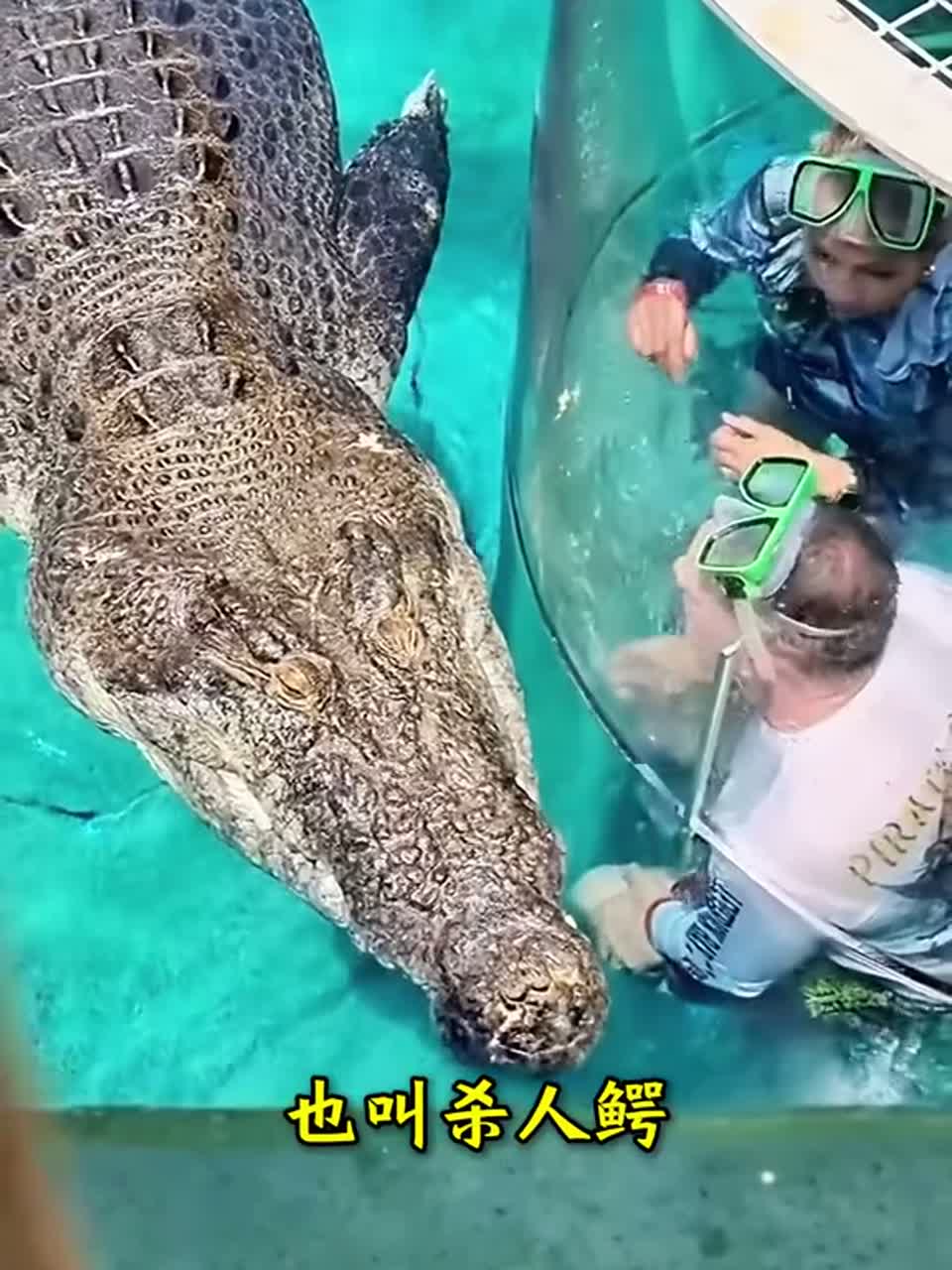 米长的巨鳄你见过没。带你一次性了解18种不同种类的鳄鱼