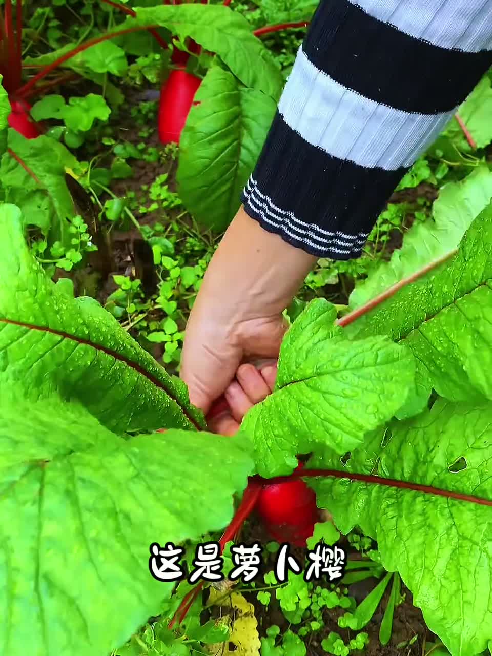 13种能吃的庄稼叶子，你都吃过哪几种呀？
