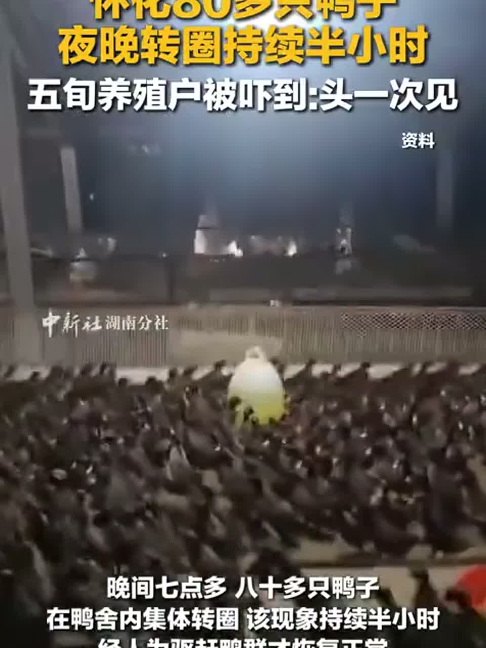 怀化80多只鸭子 夜晚转圈持续半小时 五旬养殖户被吓到