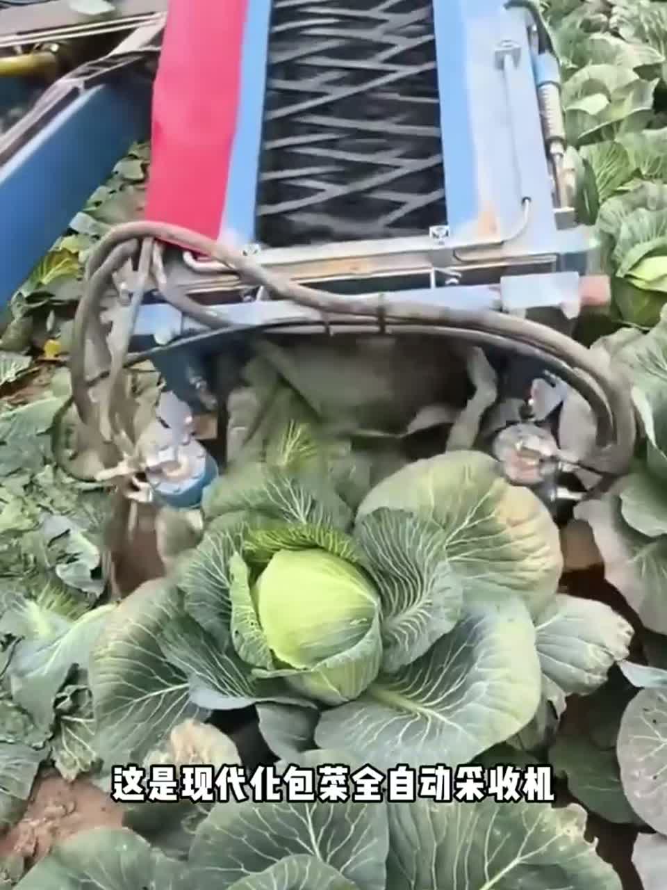 你见过全自动包菜收割机吗？下地走一趟菜全收好了