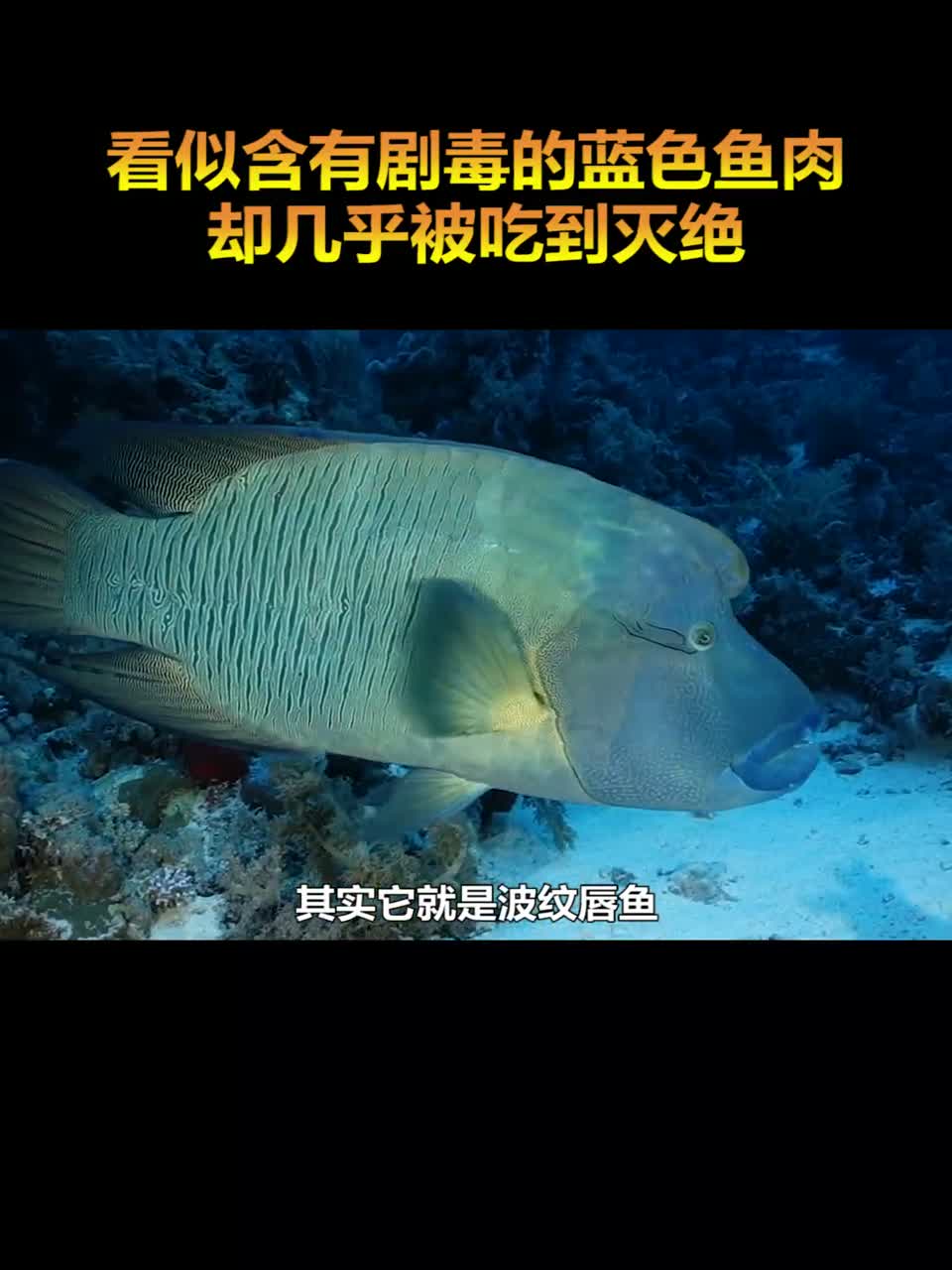 这种蓝色的鱼肉你敢吃吗？