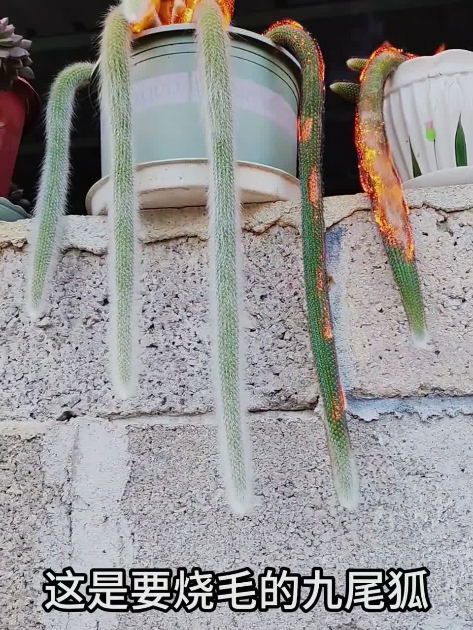 十几种好看的多肉，你最想养哪一种