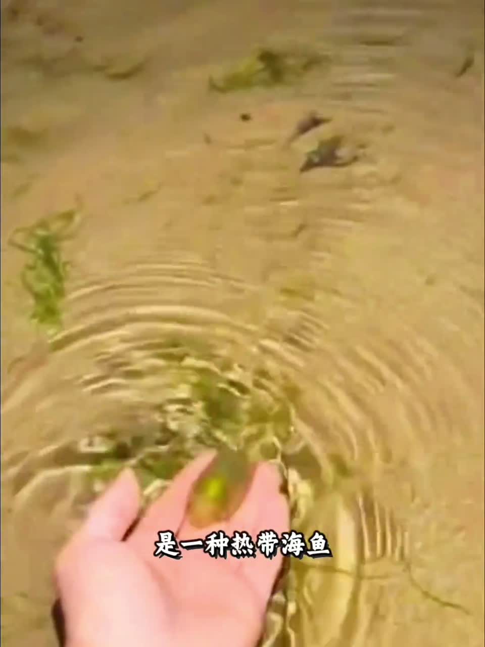 各种品种的鱼，有些鱼千万不能乱吃。