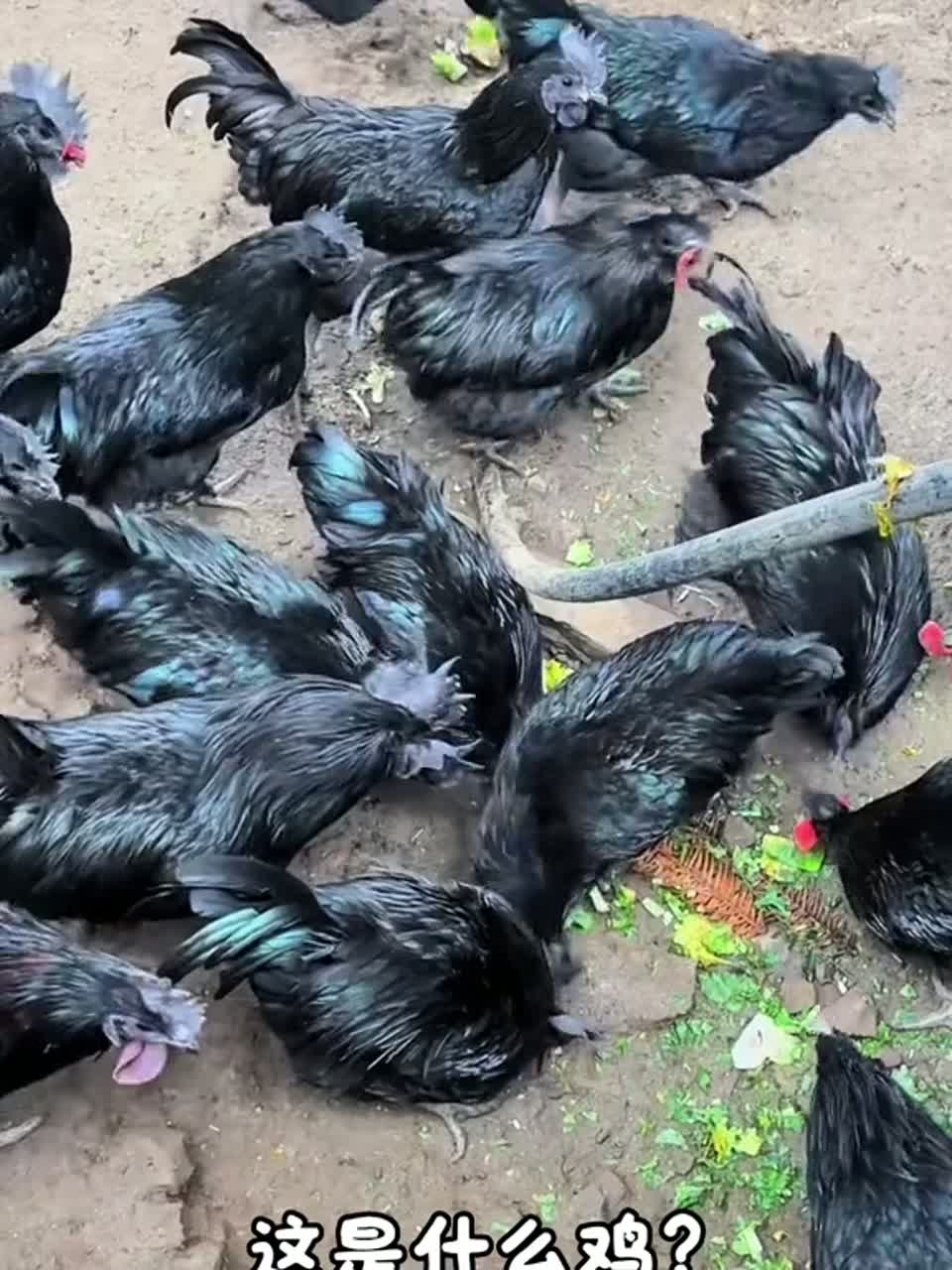 科普二十种造型奇特的鸡，看看你认识那一种？