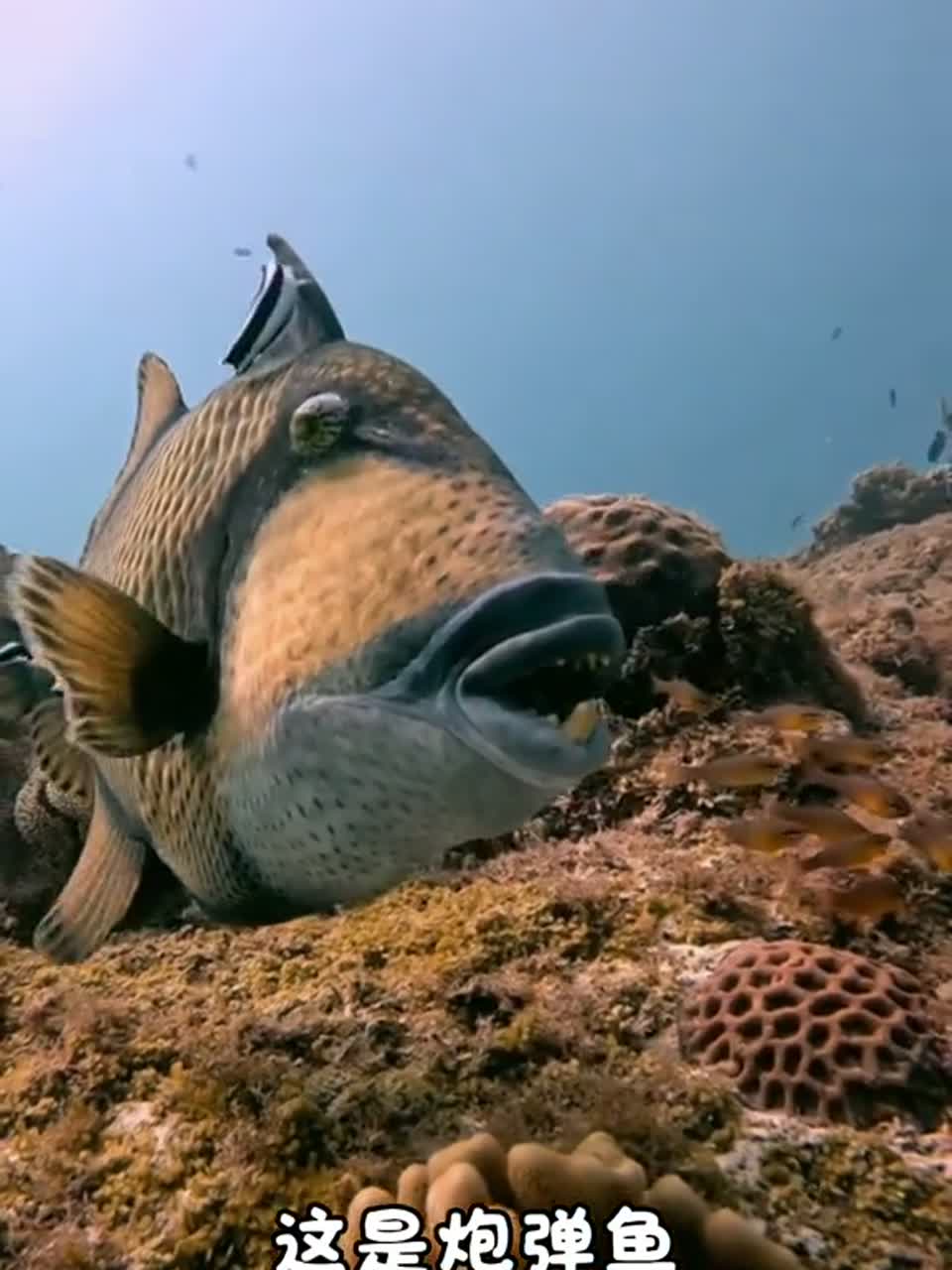 科普20种潜水拍摄的海鱼