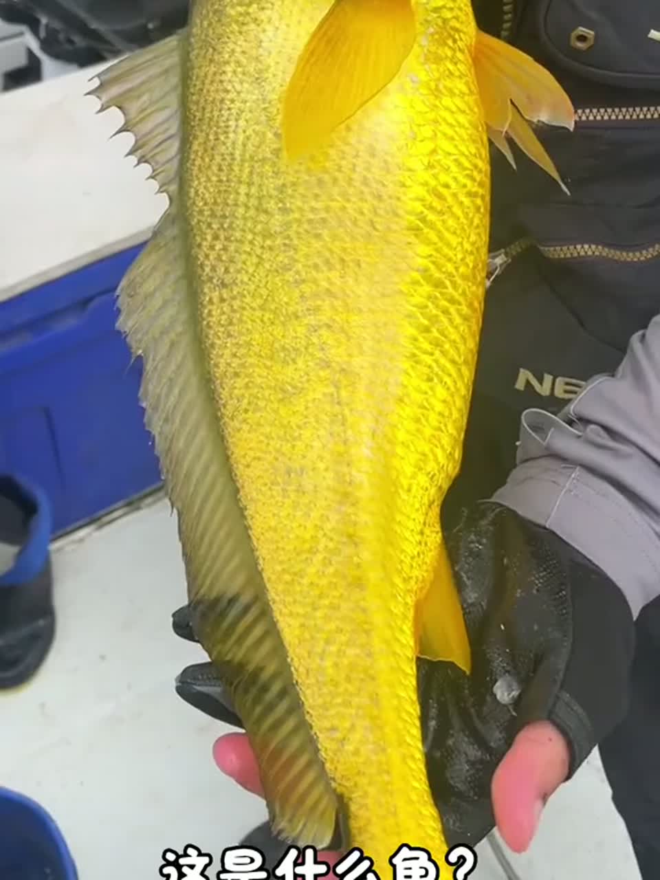科普22种海鱼，看看有没有你没见过的