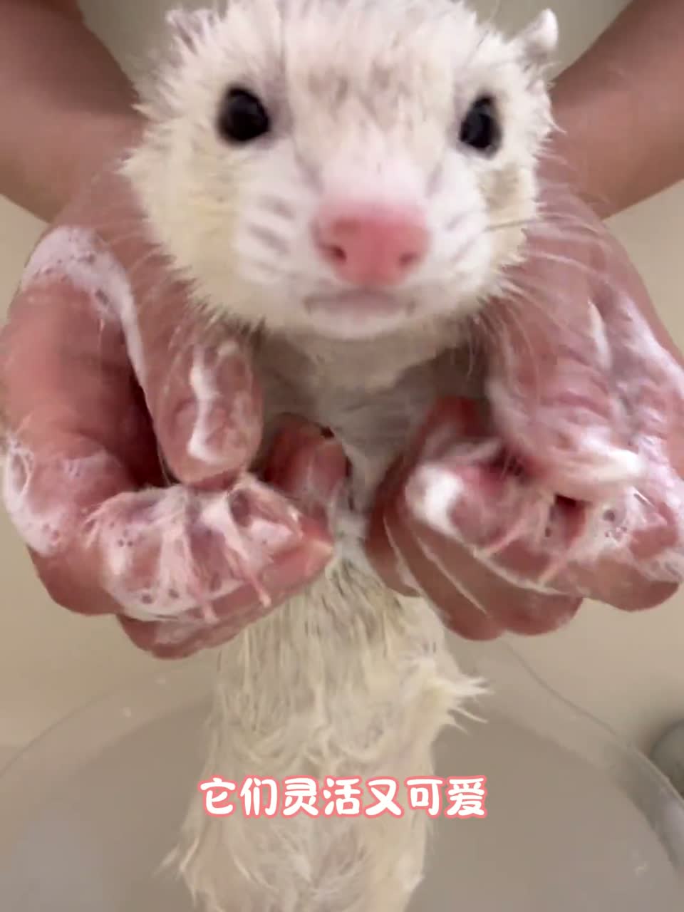像小狗的雪貂，你爱了吗
