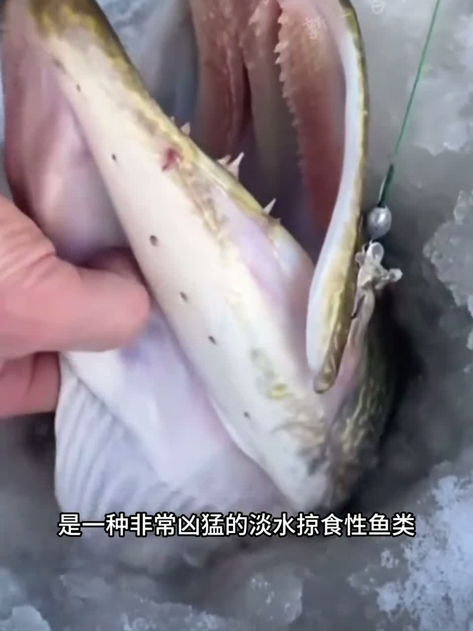 这些奇特的鱼，你知道哪些是不能吃的吗？