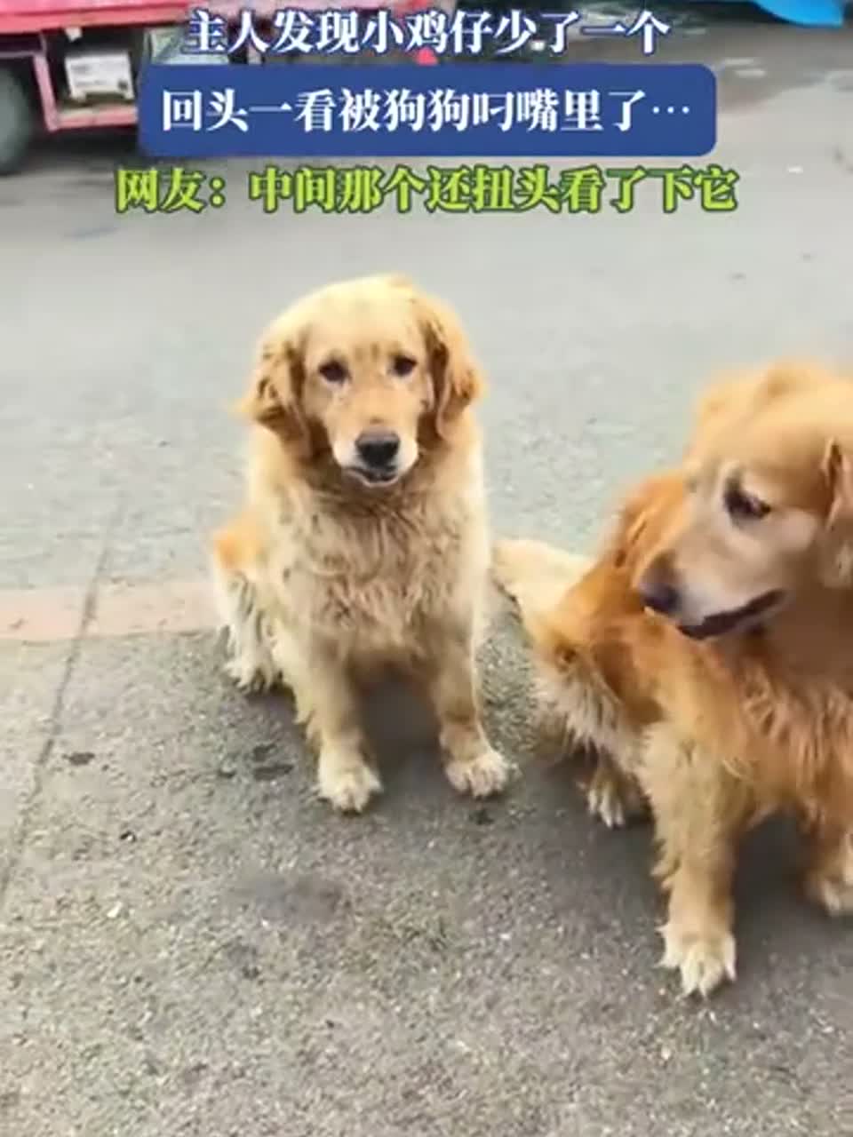 狗狗意外了一只小鸡仔，网友直呼可爱！