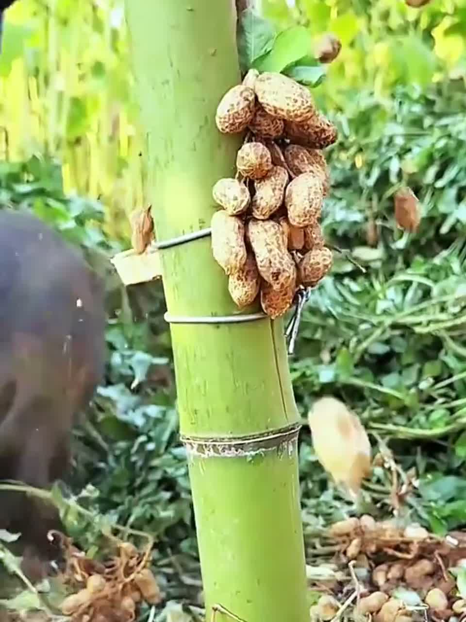 农民朋友自制摘花生神器