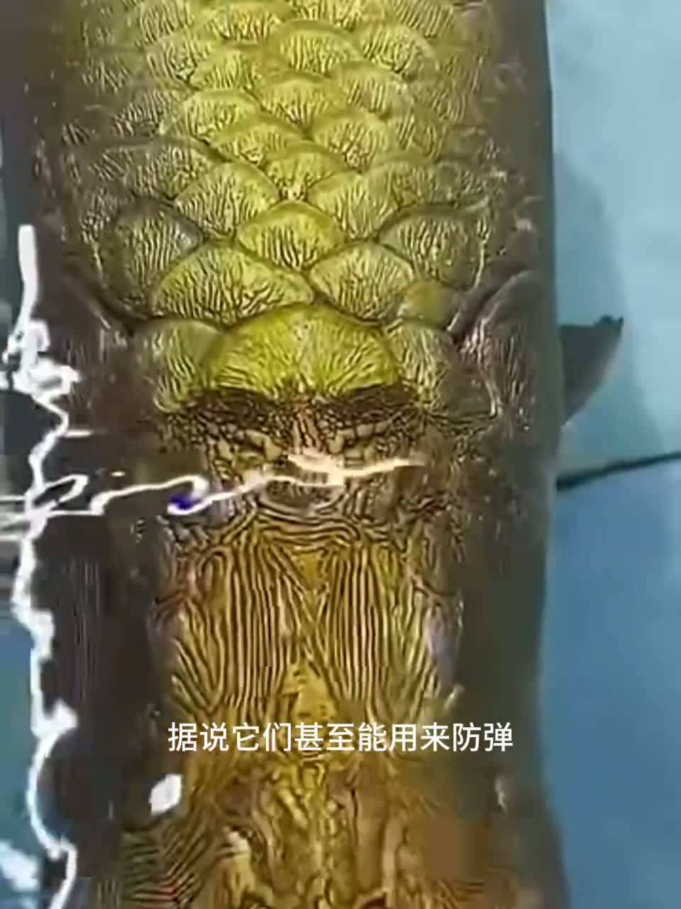 巨骨舌鱼和它们的鳞片