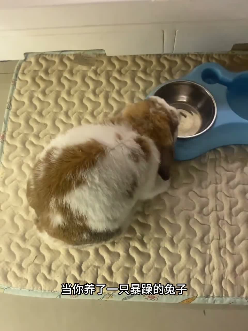 超级可爱的小兔子……