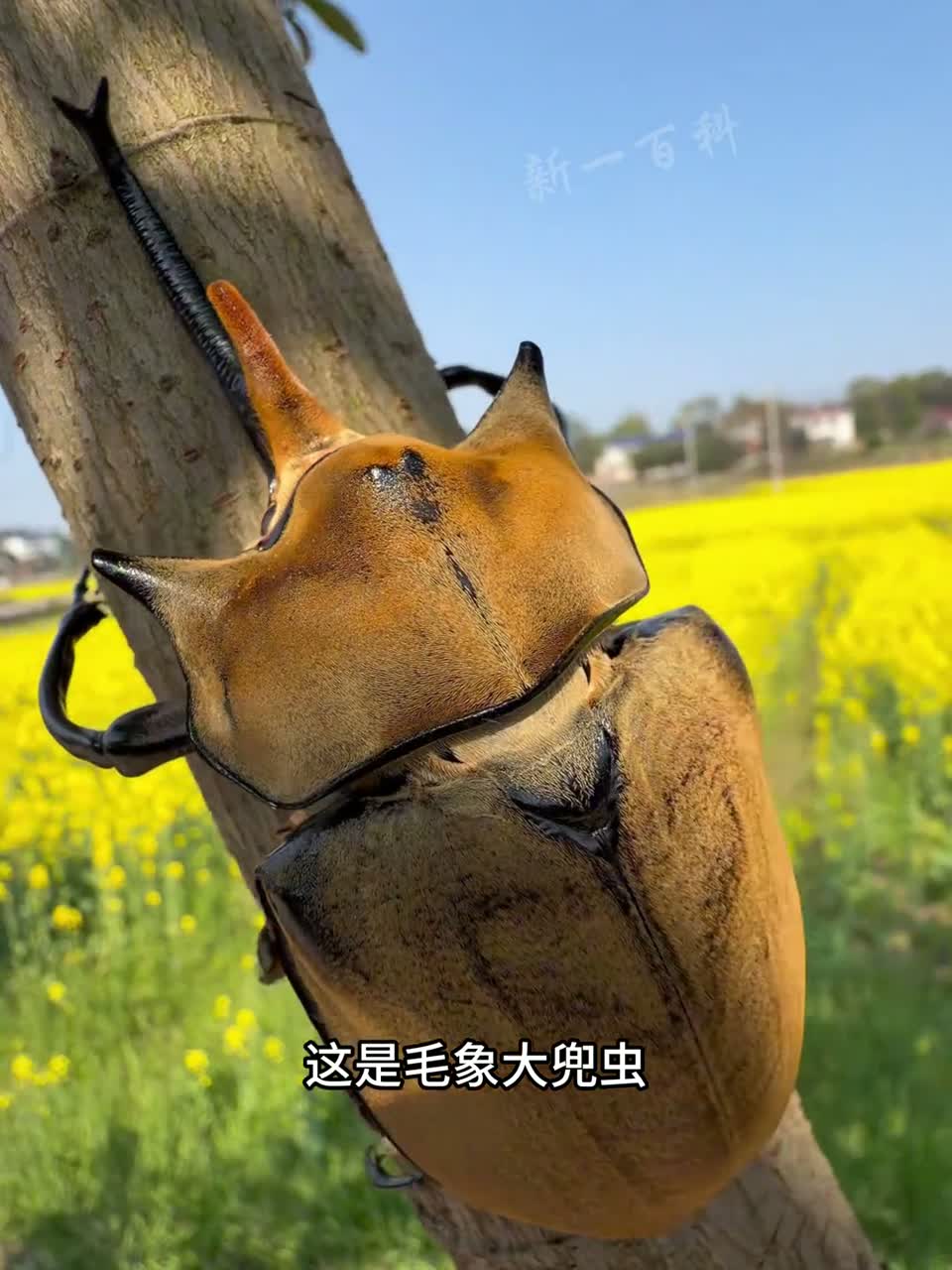 带你认识各种不同的昆虫，你见过哪几种？
