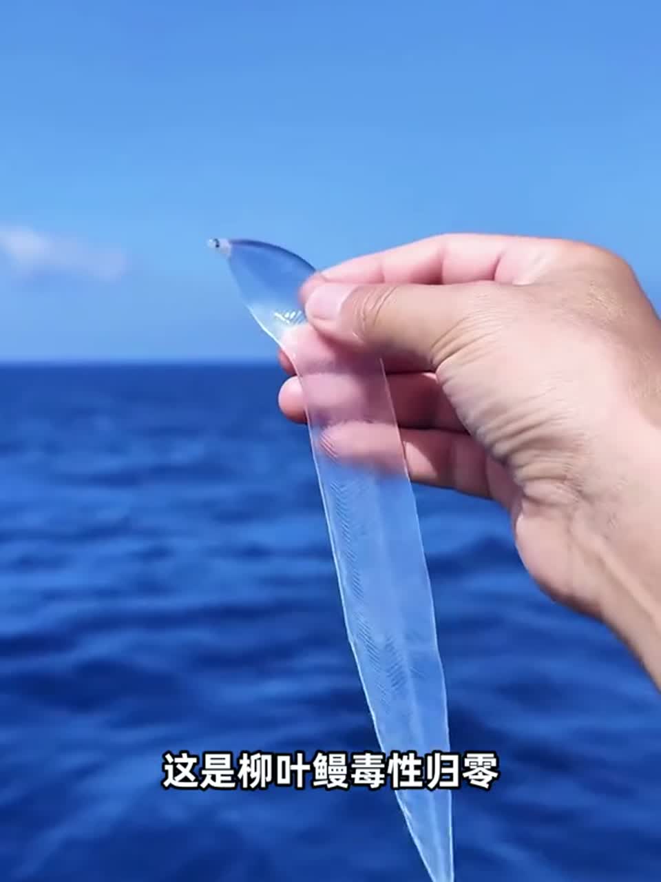 这6种生物叮咬人有毒吗？皮肤子弹都打不进，有海懒身体和鸭子头