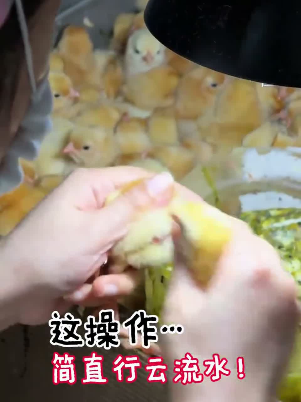 黄鸡苗，小姐姐正在给他们分班