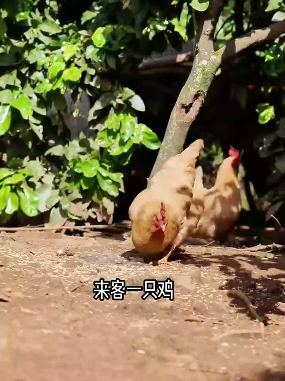不柴的鸡肉是蒸出来的，土鸡这样做营养全锁定了