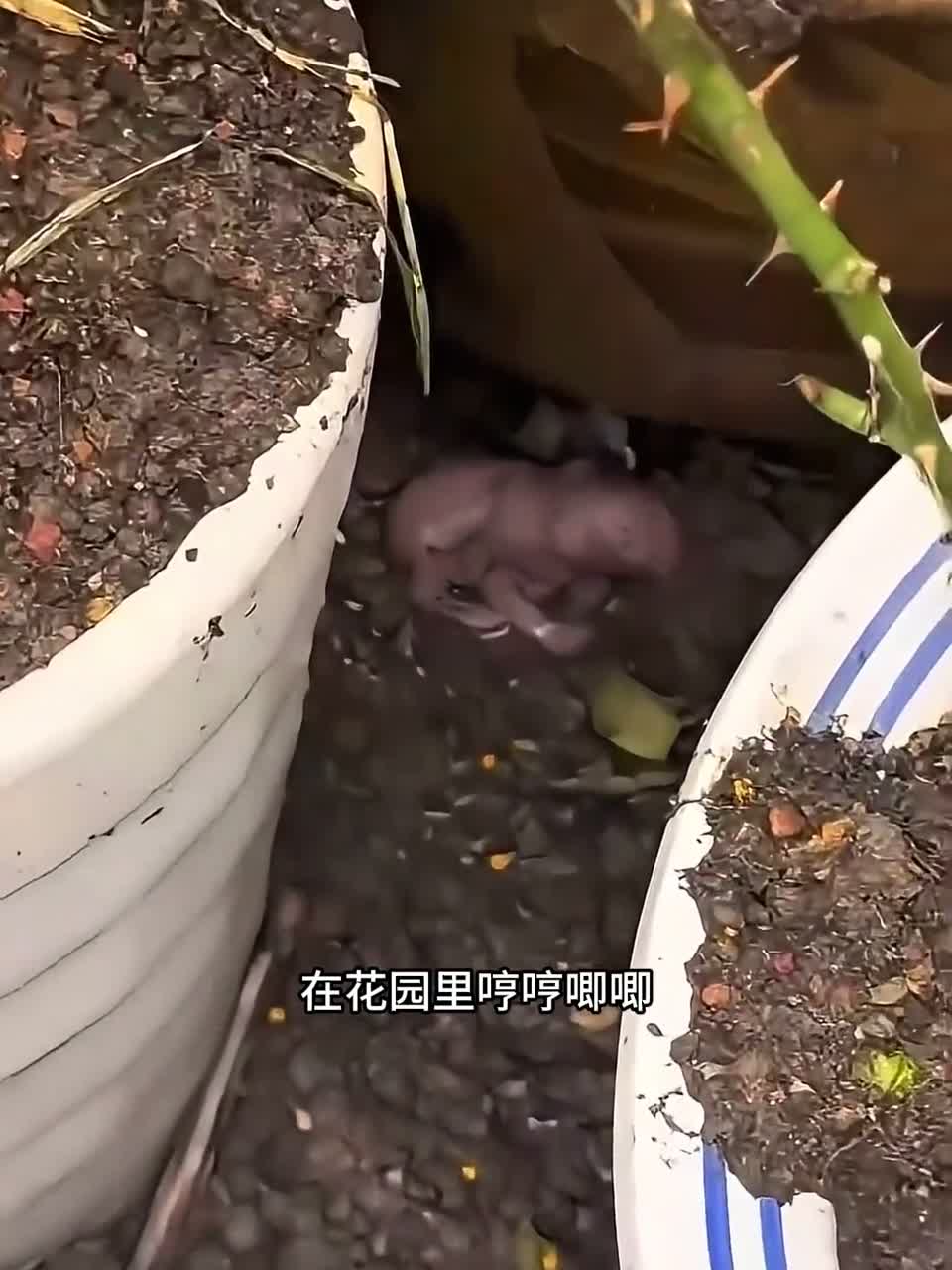 刚出生不久的小兔子，被雨水冲出洞穴，女子见到后做法太暖心了！