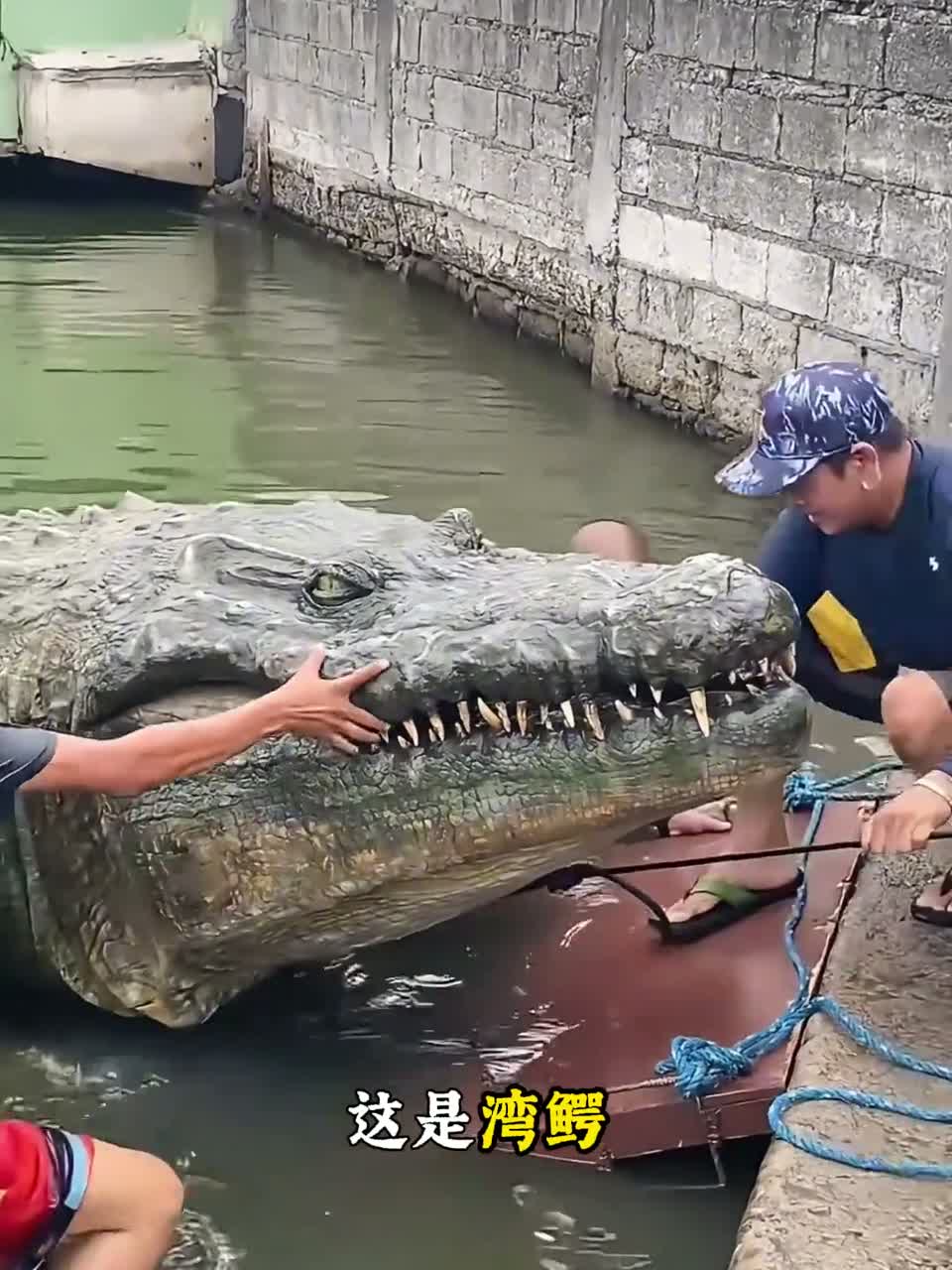 8种鳄鱼，哪种最厉害？