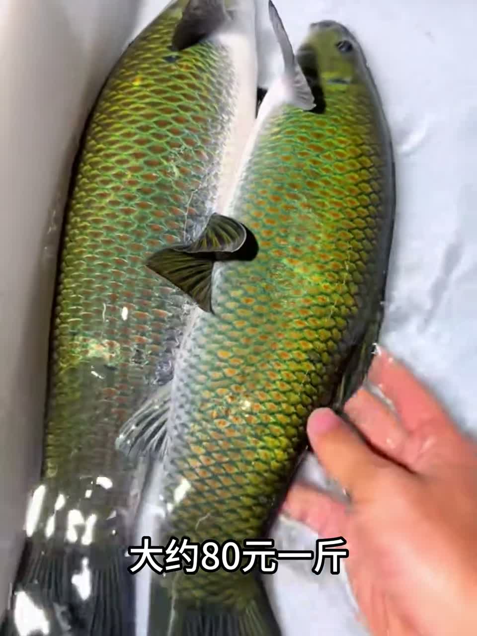 这是什么鱼？科普23种溪水鱼类