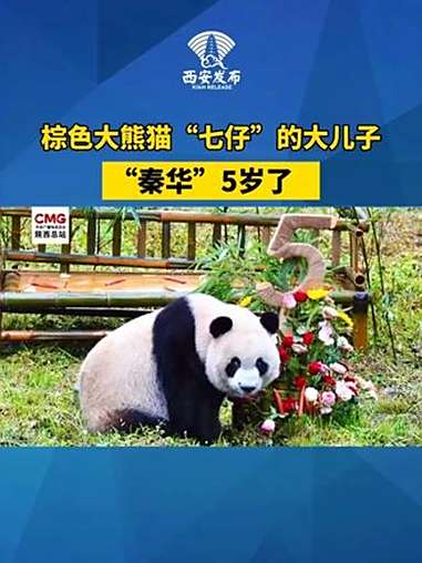 10月11日，在陕西汉中洋县华阳景区，秦岭大熊猫“秦华”迎来5岁生日。保育员专门为它准备了