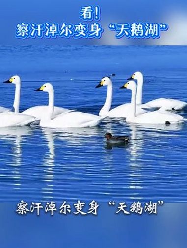 “冀”情山水|河北尚义察汗淖尔成为天鹅打卡地 美丽河北 最美中国