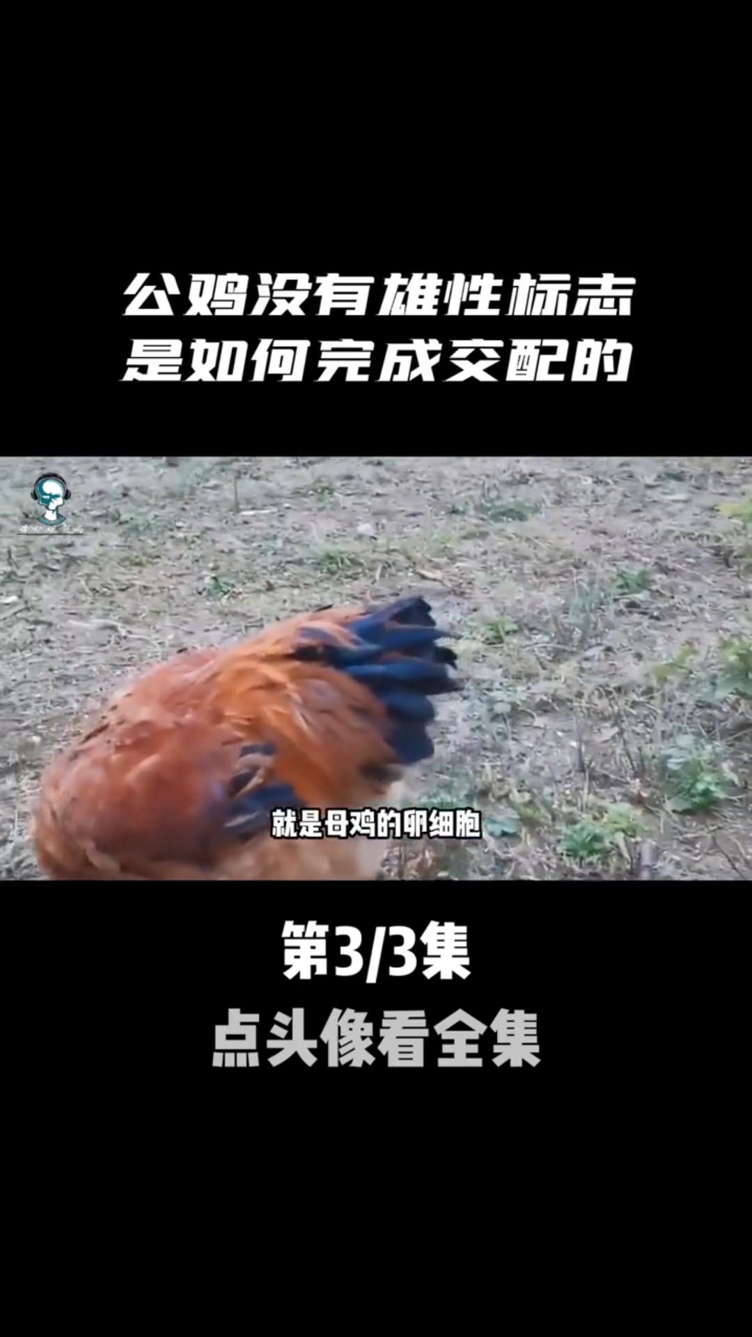 公鸡明明没有雄性标志,是如何完成交配的?母鸡又是如