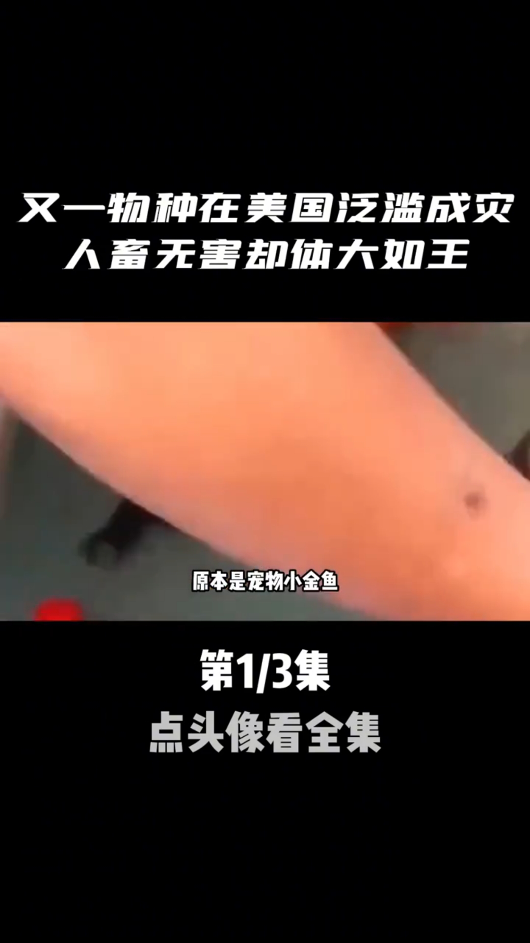 又一物种在美国泛滥成灾,看似人畜无害,在加拿大却长成金鱼王