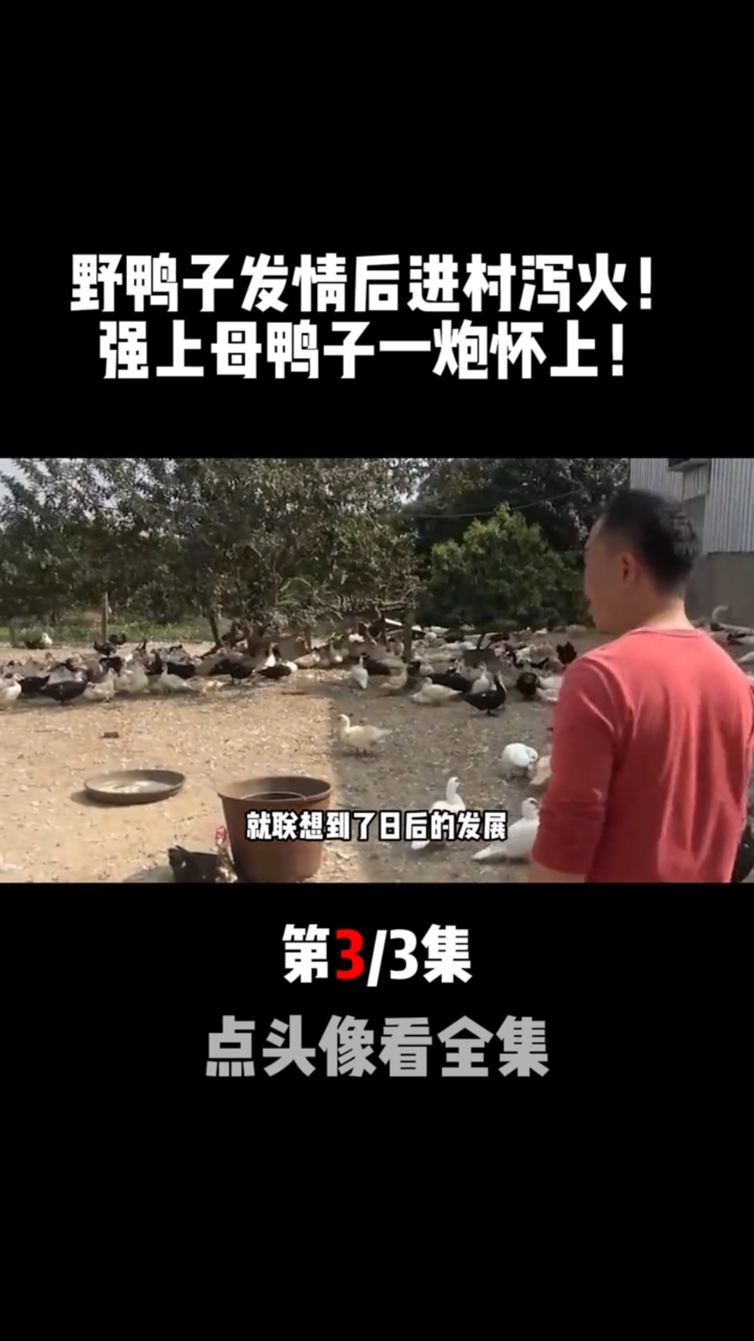 安徽野鸭子发情进村泻火,糟蹋母鸭后产下15颗怪蛋