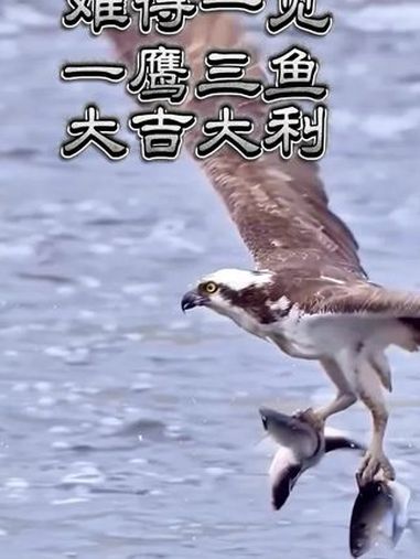 难得一见的一鹰三鱼 自然界动物各种奇特捕食画面大全 万物皆有灵性 人与自然万物和谐共处 野