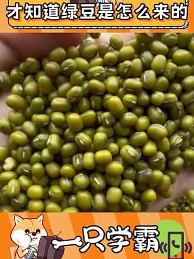 绿豆的豆荚居然是黑色的 绿豆 植物 冷知识 万万没想到