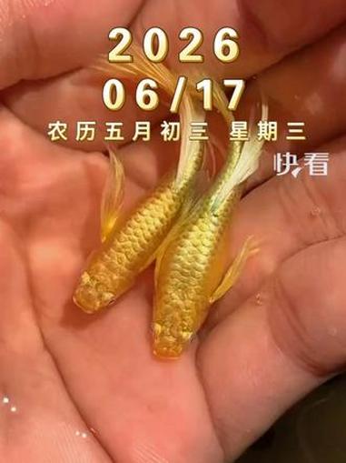 6月17日，星期三，黄金孔雀鱼，好事成双，金尾摇福，富贵安康，愿您万事如意，笑口常开！