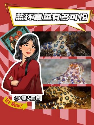 爱吃章鱼的一定要注意了!蓝环章鱼 科普 冷知识