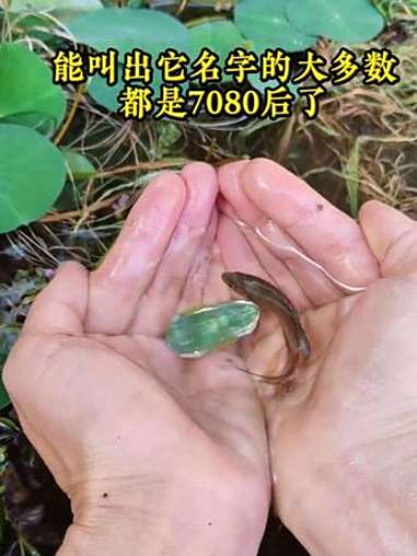 还记得它吗?小时候我们叫它‘菩萨鱼’,你们那管它叫啥?7080后集体记忆攻击——当年谁没在