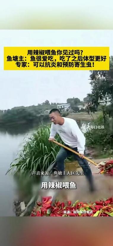 用辣椒喂鱼你见过吗?