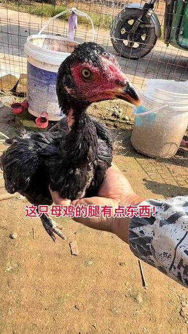 这只母鸡的腿有点东西!斗鸡