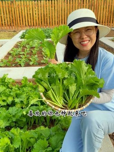 喜欢吃饺子的,推荐您种香叶饺子菜 我的小菜园 在家种菜 田园生活 饺子菜