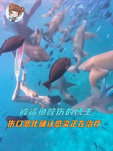 被鲨鱼咬伤的博主已确认感染正在治疗 鲨鱼 万万没想到 马尔代夫 后续 医院