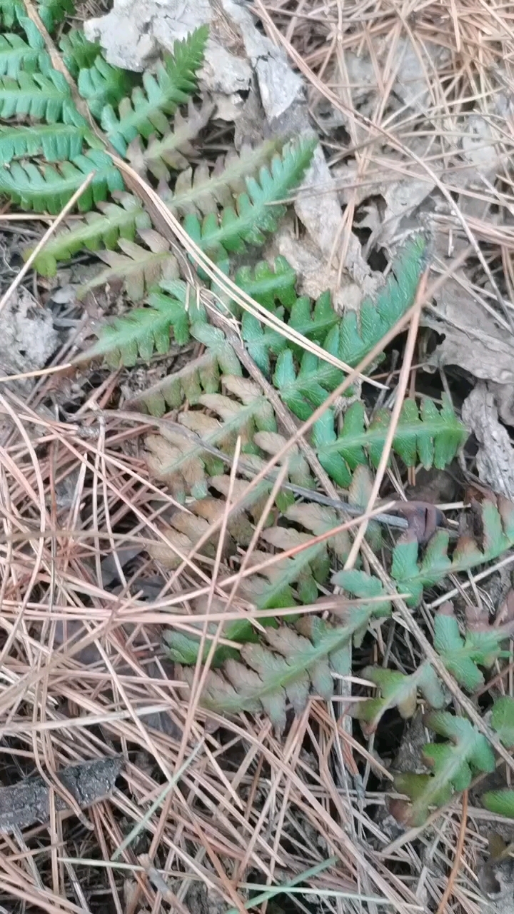 野鸡膀子不能吃