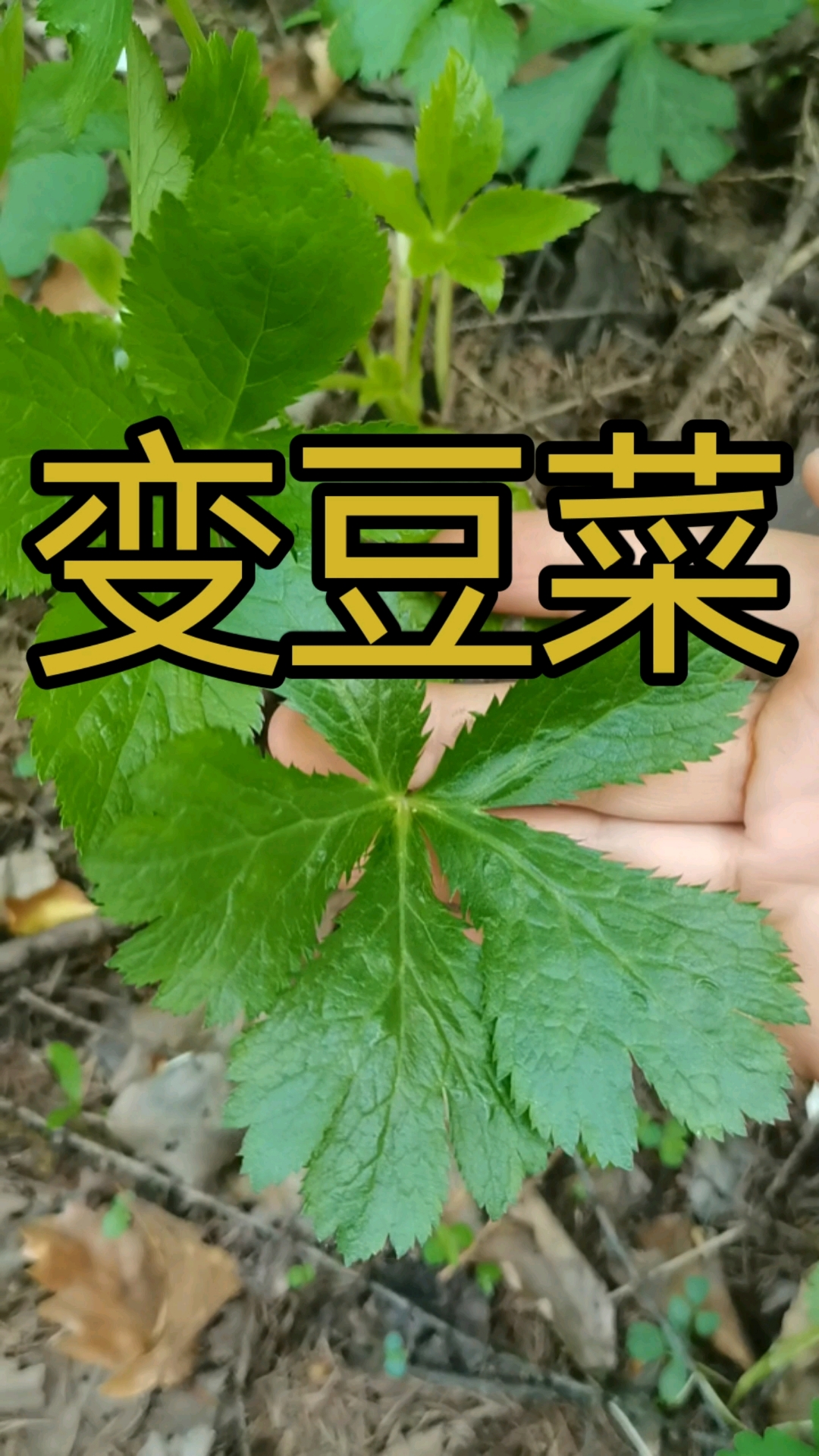 变豆菜