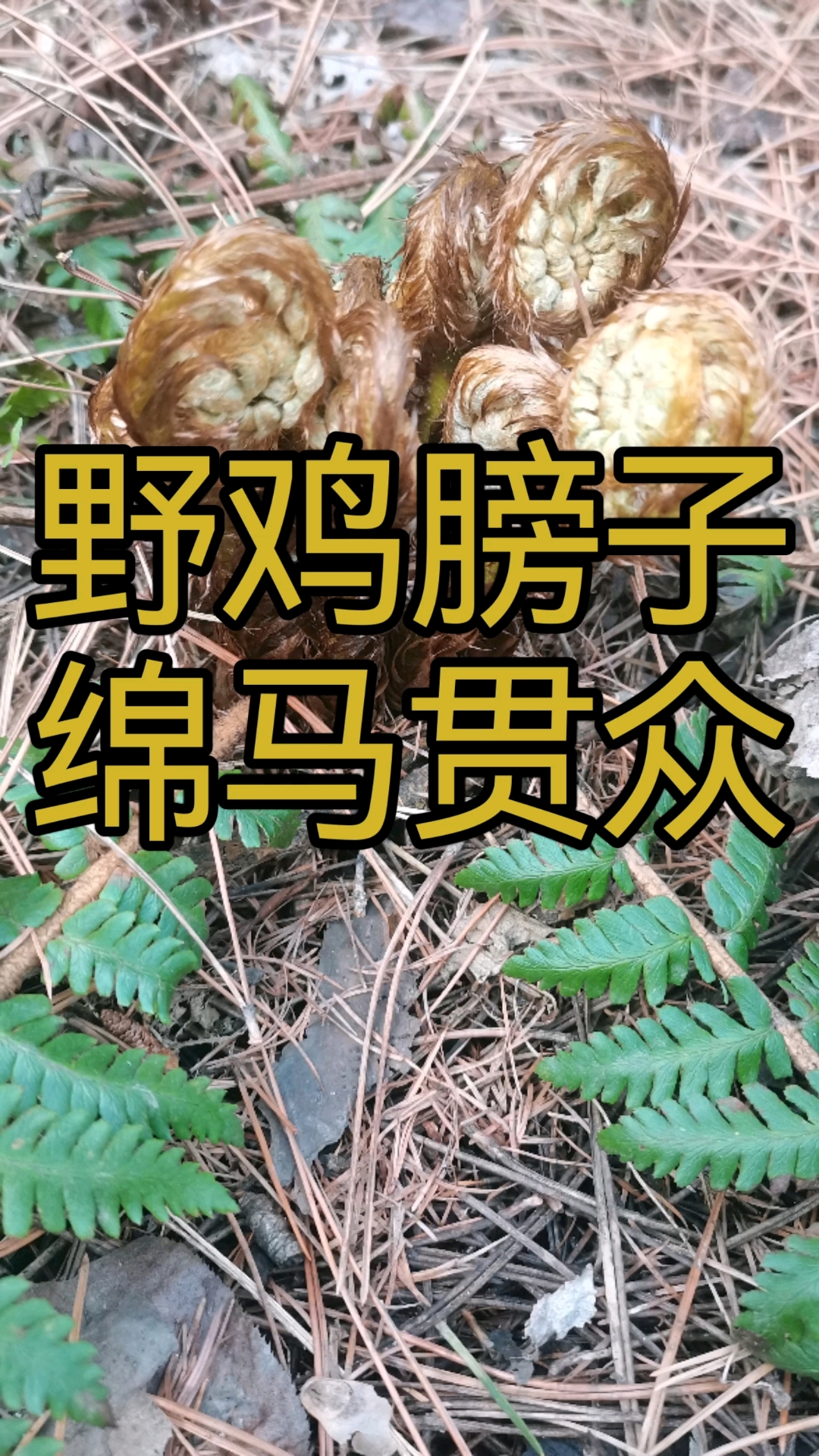 野鸡膀子
