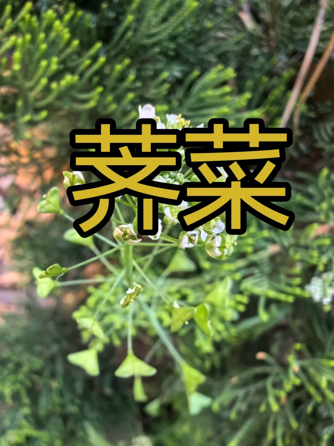 荠菜#荠菜