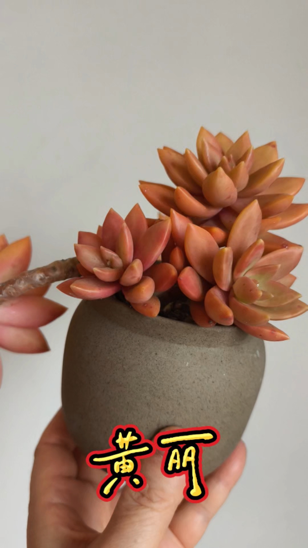 多肉黄丽8周岁纪念照