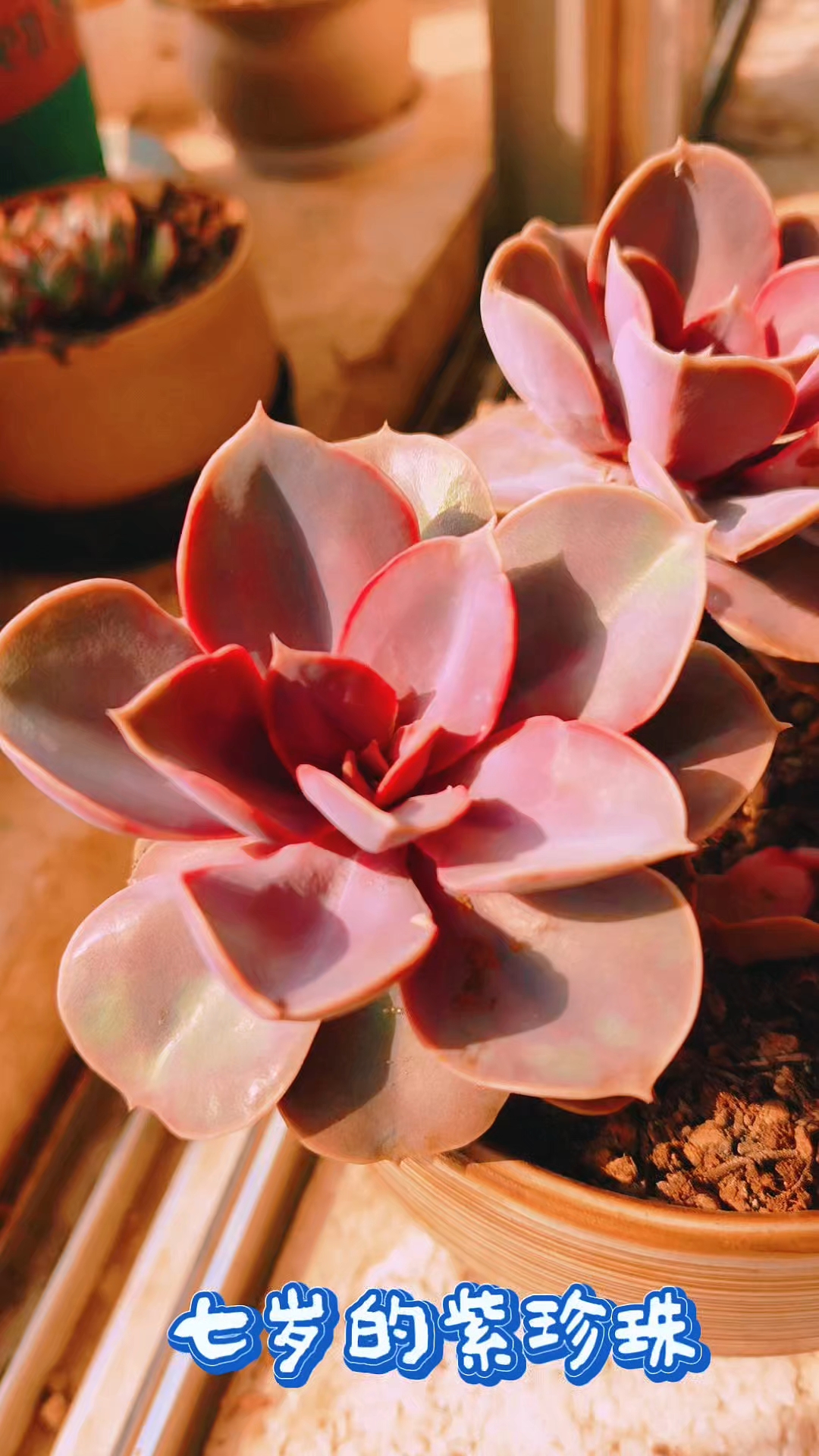 紫色系多肉之紫珍珠