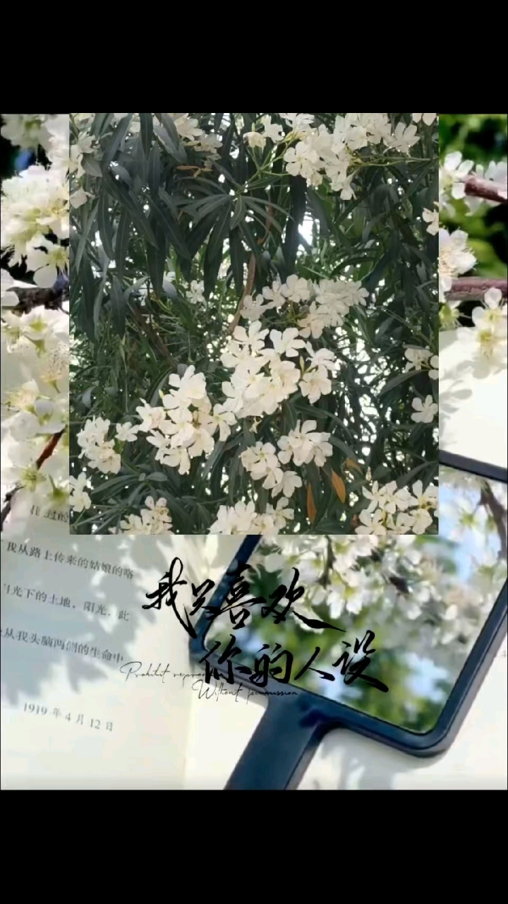 《我只喜欢你的人设》