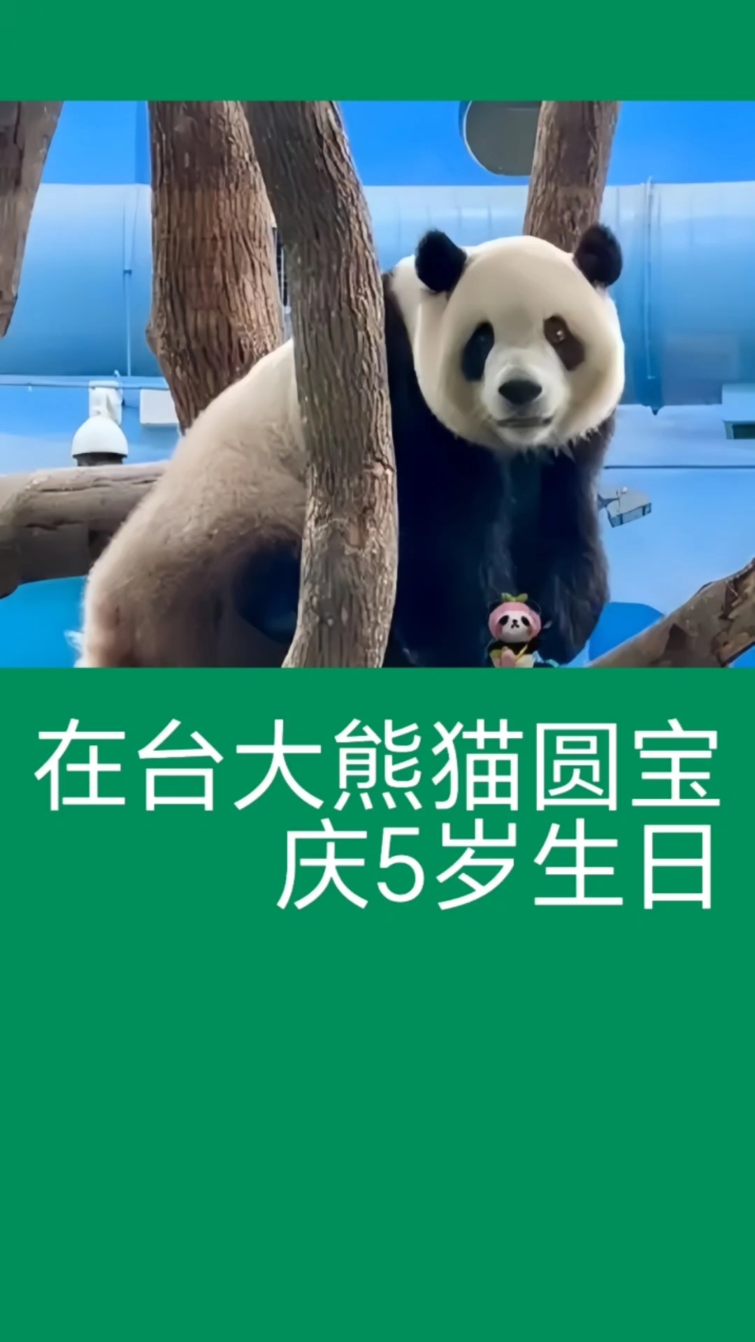 在台湾的大熊猫“圆宝”欢庆5岁生日