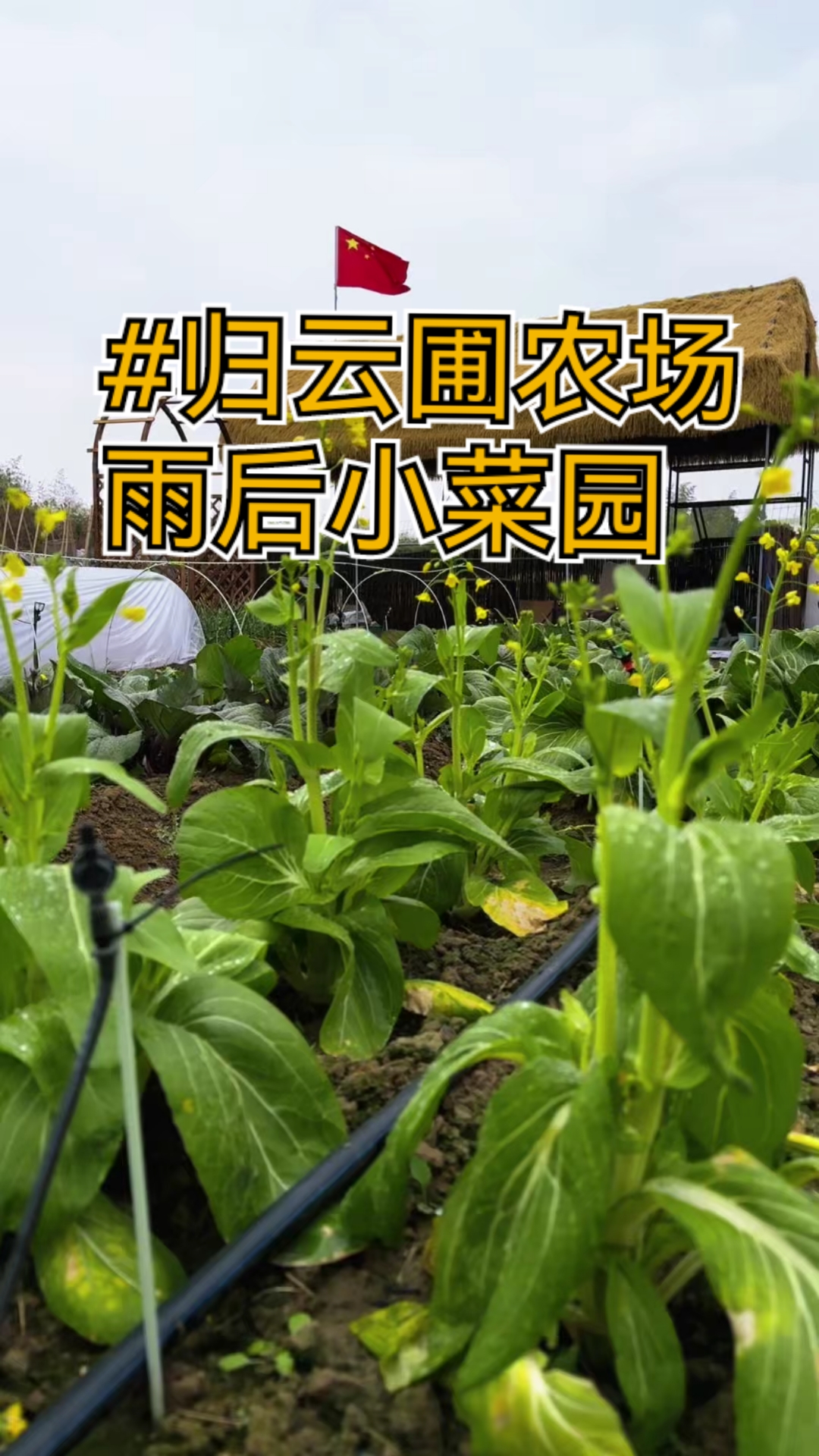 完蛋!白菜苔开花了!还好有它(萝卜稳了)!