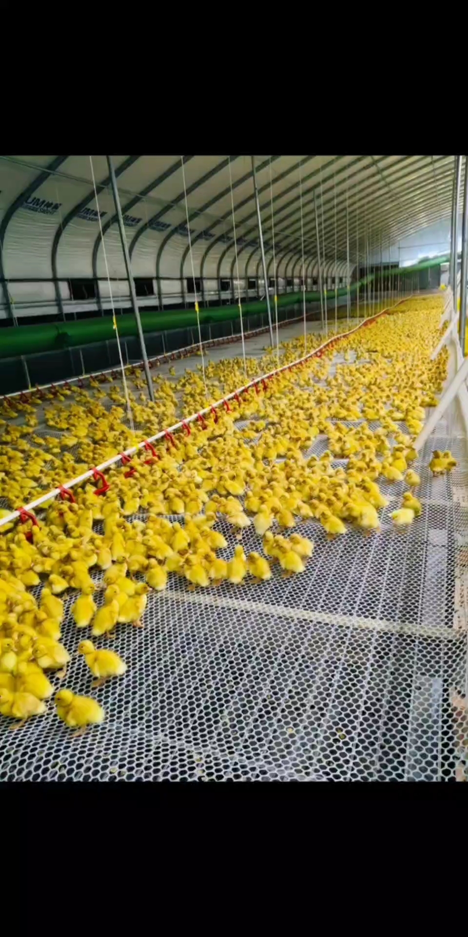 肉鸡肉鸭养殖大棚