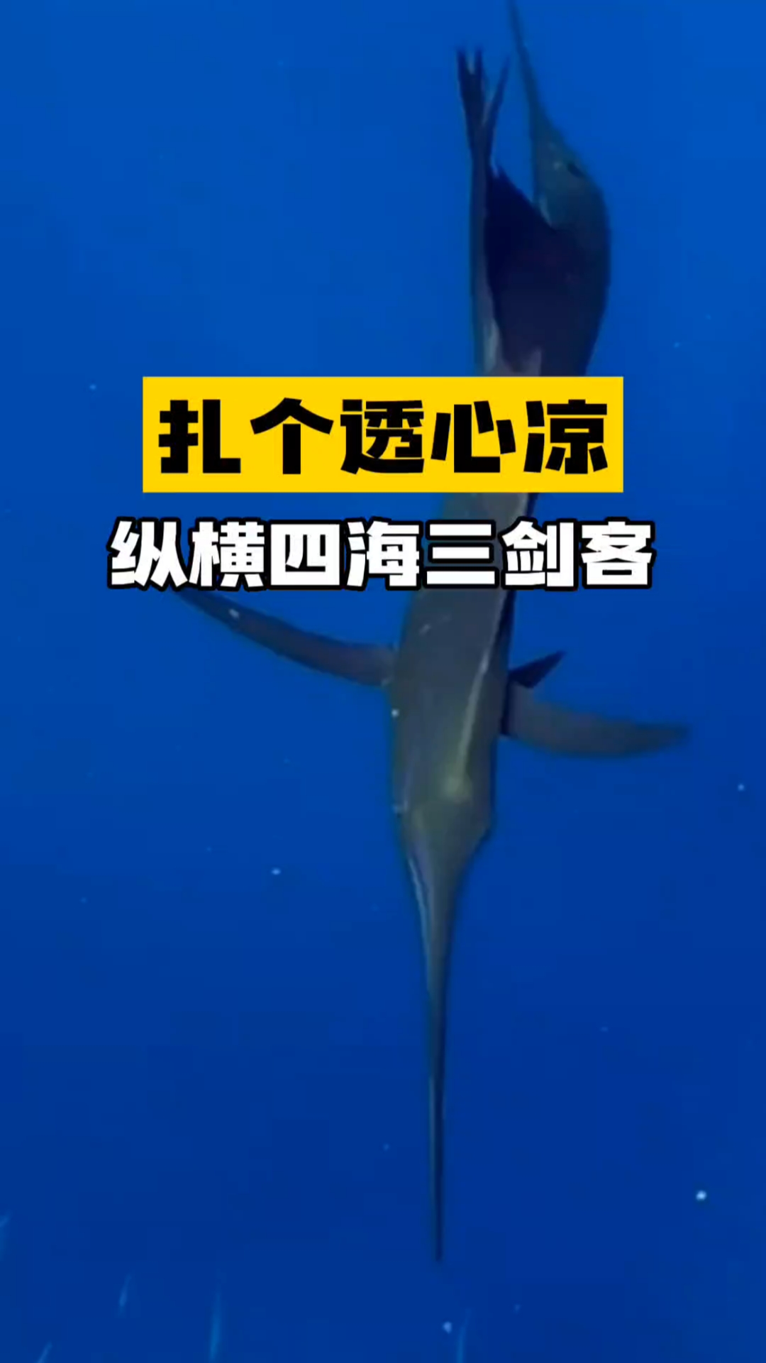 扎个透心凉旗鱼剑鱼枪鱼海洋三剑客