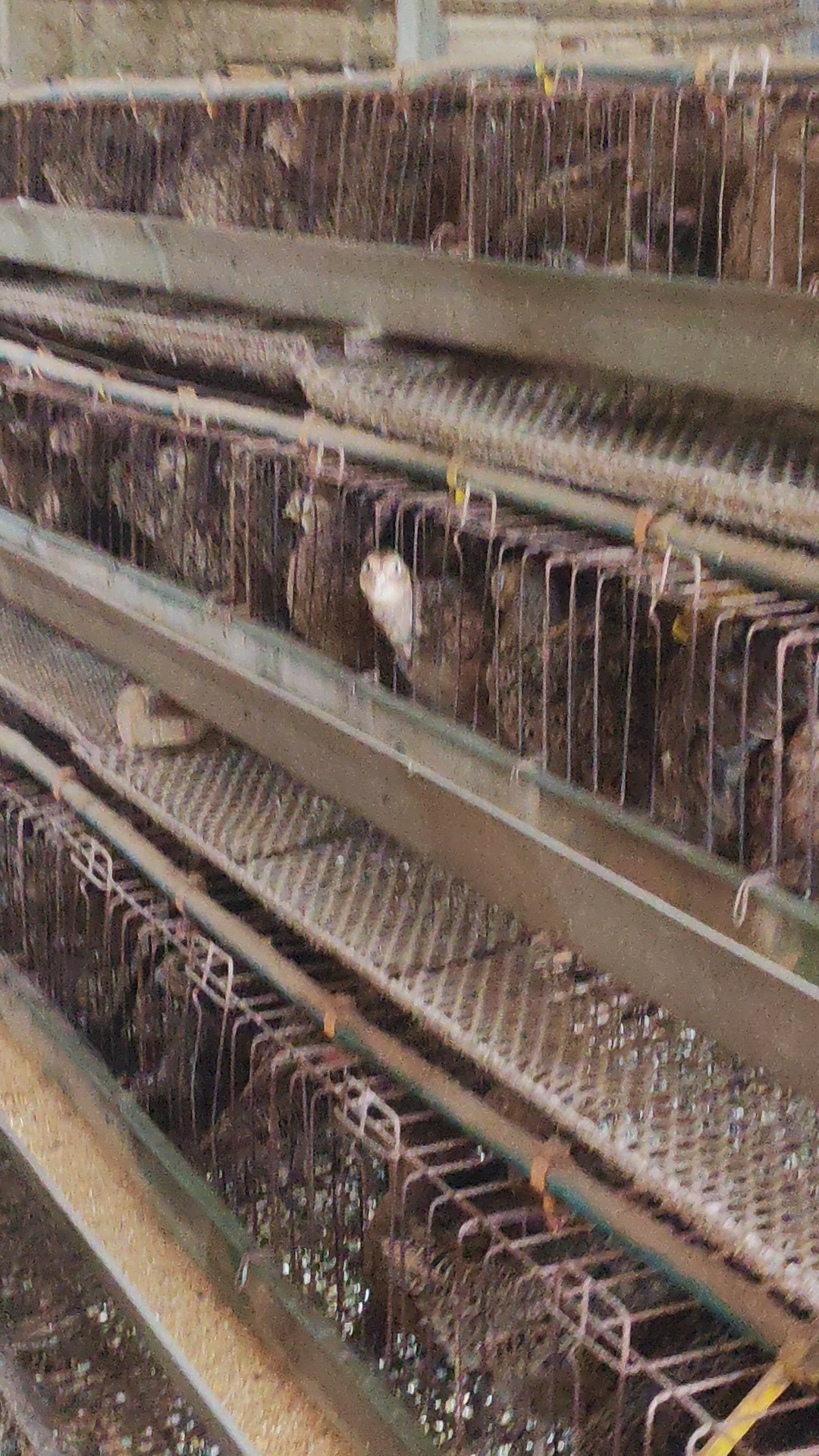 七彩山鸡养殖场景区